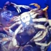 Família pega caranguejo com imagem imagem do rosto de Jesus Cristo gravada no corpo