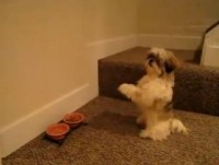 Vídeo: Cachorro que “ora” antes das refeições faz sucesso na internet