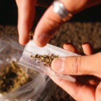 Polícia prende jovem que usava folhas da Bíblia para fumar maconha