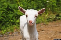 Aposentado se apaixona por cabra e casará com animal na Igreja do Diabo