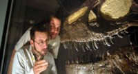 Museu cristão exibe fóssil de dinossauro afirmando que ele teria morrido no dilúvio bíblico