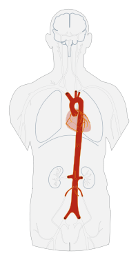 Artéria aorta ilustrada em vermelho