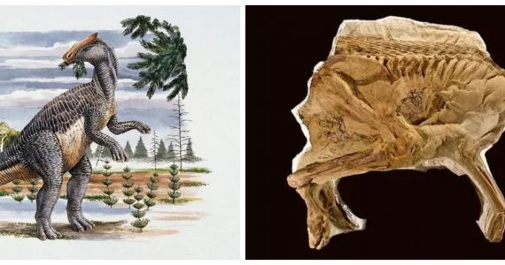 Descoberta de fóssil de dinossauro ameaça teoria da evolução, diz estudioso