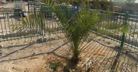 Semente com 2 mil anos é usada por cientistas para reviver árvore extinta em Israel