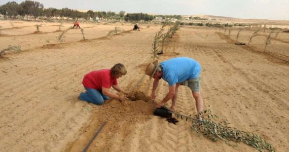 Para reconstruir Israel, cristãos querem plantar até 20 mil árvores por ano