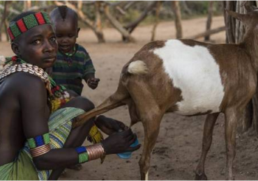 Missionários criam e doam cabras em projeto social na África